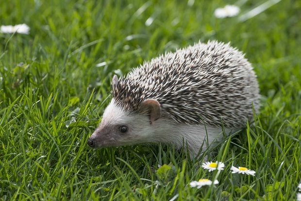 (Sonic): Erizos Gratis para todos los que vayan al Cine a verla. 