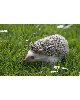 (Sonic): Erizos Gratis para todos los que vayan al Cine a verla. 