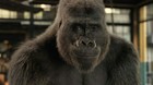 La-organizacion-animalista-peta-premia-a-disney-por-el-magnifico-ivan-c_s