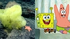 Cientificos-encuentran-la-version-real-de-bob-esponja-y-patricio-en-el-oceano-atlantico-c_s