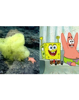 Científicos encuentran la Versión real de "Bob Esponja y Patricio" en el Océano Atlántico. 