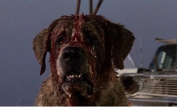 (Rattlesnakes) la nueva novela de Stephen King, es una secuela de "Cujo"