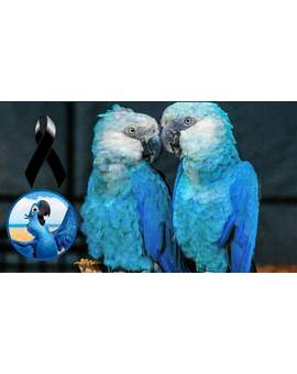 El Guacamayo de (Río) Oficialmente Extinto.