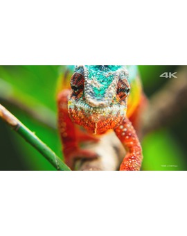 AYUDA!! Comprar Tv 4k
