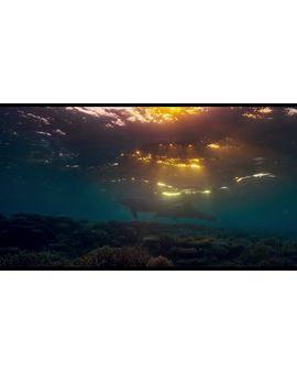Disneynature's Dolphins - Trailer 