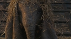 Dumbo-what-is-that-c_s