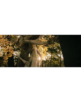 Tolkien - Visionary