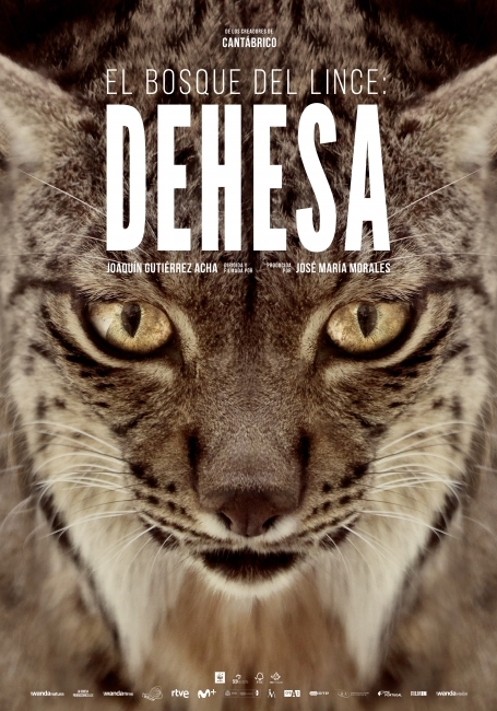 Dehesa, el bosque del lince ibérico 