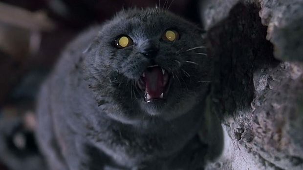 Hoy es el día internacional del gato