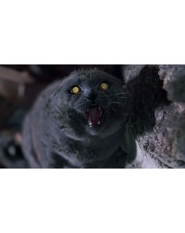 Hoy es el día internacional del gato