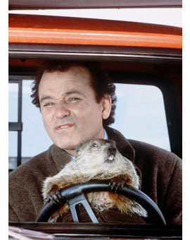 Feliz día de la marmota!!!
