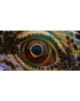 Voyage of Time. 1º trailer de la versión con Cate Blanchett