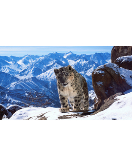 Planet Earth II - Tráiler de la secuela de la BBC