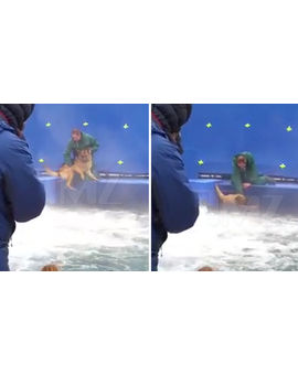 Despreciable maltrato animal en el rodaje de "A Dog's Purpose"
