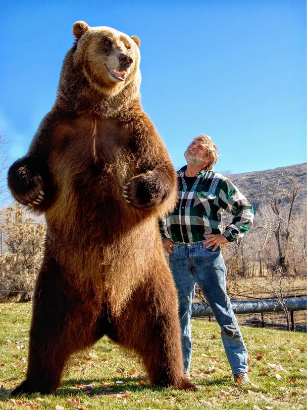 Ha muerto "Bart The Bear II", el oso de «Juego de Tronos»