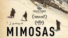 Mimosas-hoy-a-las-22-00-en-la-2-c_s