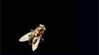 David-cronenberg-dirigira-el-reboot-de-la-mosca-c_s