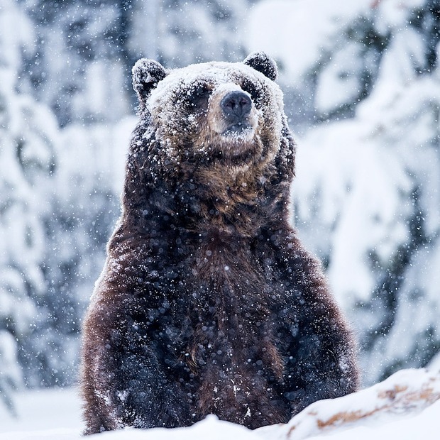 Universal da luz verde a "Cocain Bear"