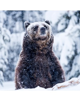 Universal da luz verde a "Cocain Bear"