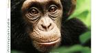 Chimpanzes-blu-ray-francia-c_s