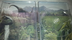 Jurassic-park-steelbook-5-5-c_s