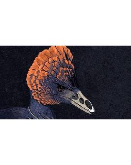 Jurassic Park se hace realidad : Han creado el primer "Dino-pollo" con hocico de Velocirraptor
