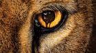 Zoo-alguien-ha-visto-esta-serie-la-recomendais-c_s