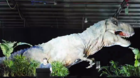 En-2016-se-inaugura-el-museo-de-jurassicworld-con-prevision-de-realizar-un-tour-mundial-c_s