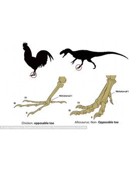 Crean Pollos con 'patas de dinosaurio'