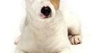Fallece-pancho-el-famoso-perro-de-cine-loteria-y-aqui-no-hay-quien-viva-c_s