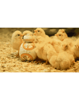 BB8: ¿Creéis que Saldrá en el Episodio 8 y 9 y pasará a ser un imprescindible de la  saga como R2D2 y C3PO?