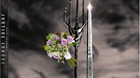 Diseno-alternativo-steelbook-edicion-especial-boda-de-la-liga-de-la-justicia-c_s