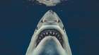 Buzo-recrea-el-iconico-poster-de-jaws-con-un-tiburon-blanco-real-c_s