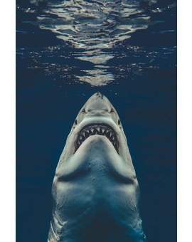 Buzo recrea el icónico póster de ‘Jaws’ con un tiburón blanco real