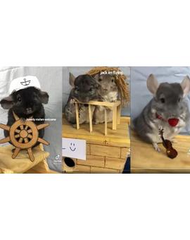Recrean la película de 'Titanic' usando chinchillas como actores + El Martes 20-07-2021 en Tele 5