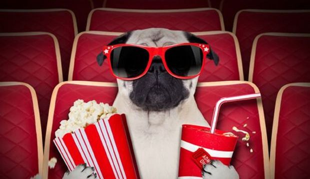 Abren el primer cine para perros en Inglaterra