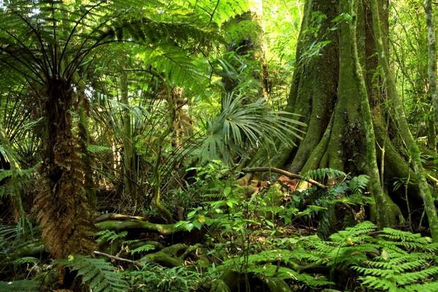 Peliculas Que Transcurren en la Selva o en la Jungla.