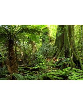 Peliculas Que Transcurren en la Selva o en la Jungla.