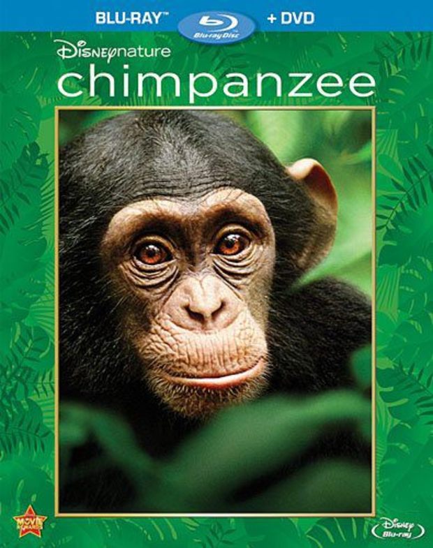 Chimpanzee 