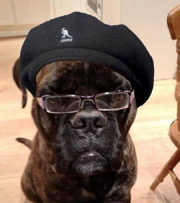De que actor puede ser este perro? ;)