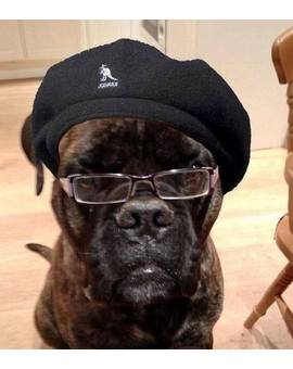 De que actor puede ser este perro? ;)