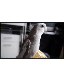 Ninfa cantando "Mi vecino Totoro"