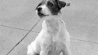 Ha-muerto-uggie-the-artist-c_s