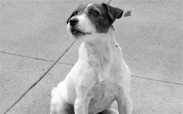 Ha muerto Uggie ('The Artist') R.I.P.