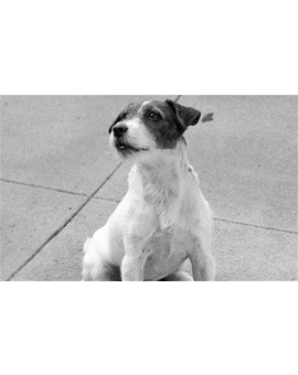 Ha muerto Uggie ('The Artist') R.I.P.