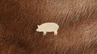 Pig-c_s