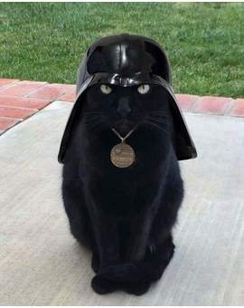 Humor Cat-Vader