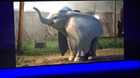 Vistazo-a-dumbo-desde-la-cinemacom-c_s