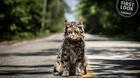 Primeras-imagenes-de-cementerio-de-animales-c_s