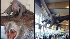 Gandalf-gwaihir-y-las-demas-aguilas-vuelan-en-el-aeropuerto-de-wellington-montaje-de-weta-workshop-c_s